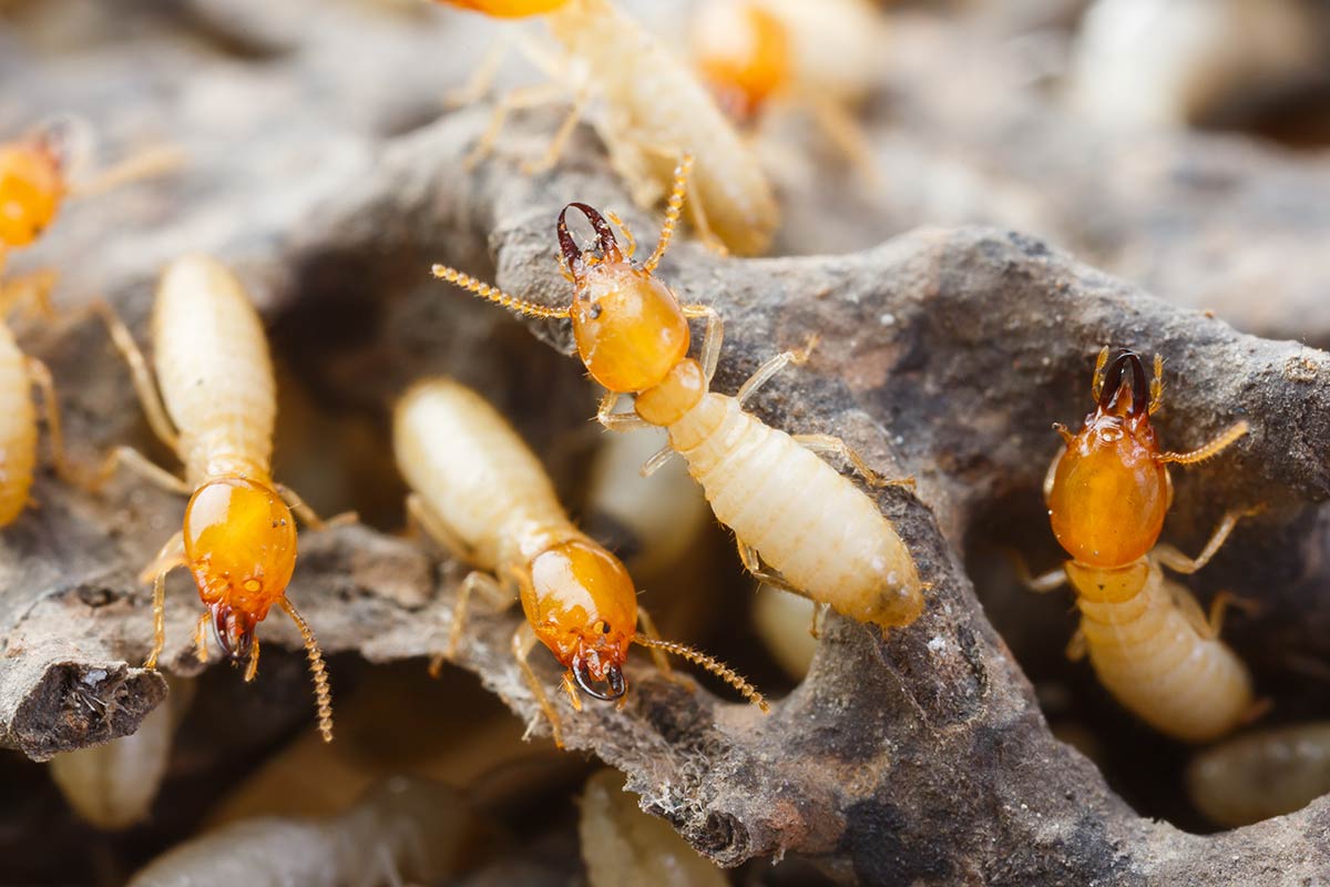 Termites - Pest-Safe